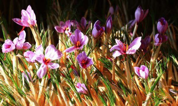 番红1号品种好不好？