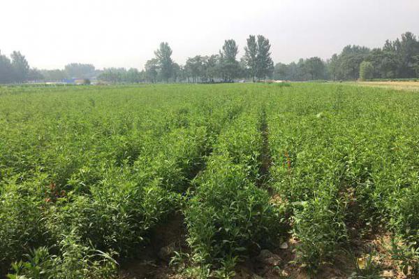 浙术1号品种好不好?