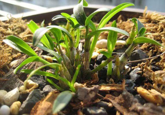 川科斛2号品种好不好?