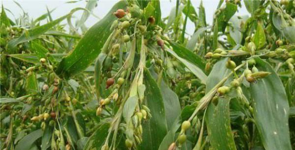 浙薏2号品种好不好?