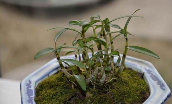 圣晖1号霍山石斛品种好不好？