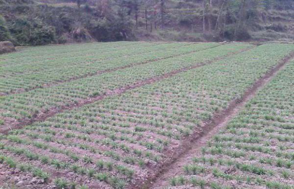 食用百合如何移栽定植?