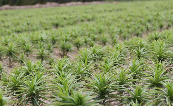食用百合的生长过程是怎么样？