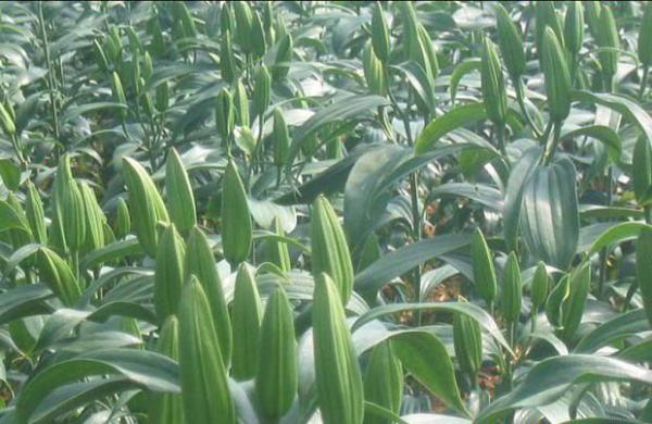 切花百合花期如何调控?