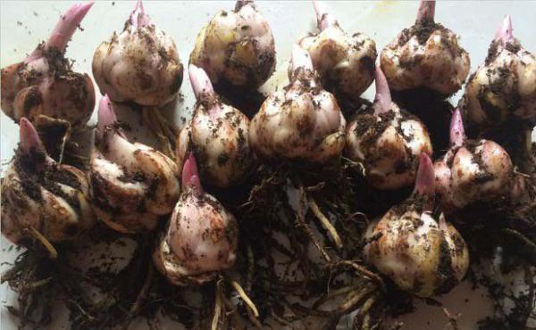 百合有几种繁殖方法?