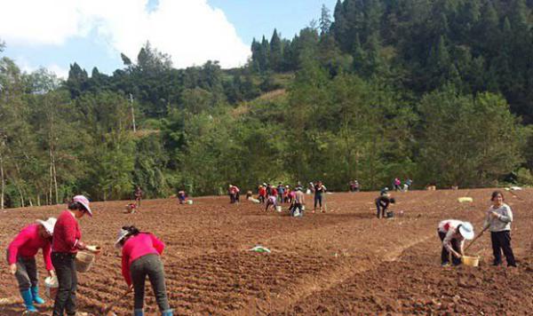 百合种植前要做什么准备工作?