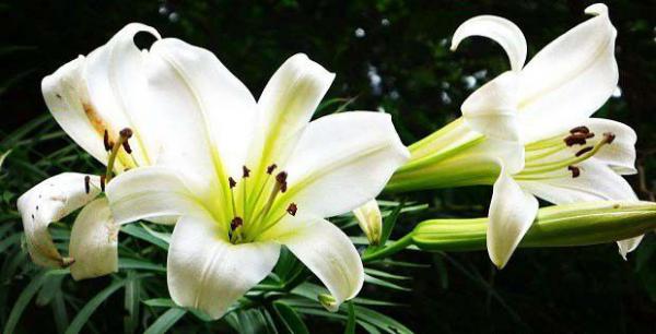 百合有哪些传说故事?