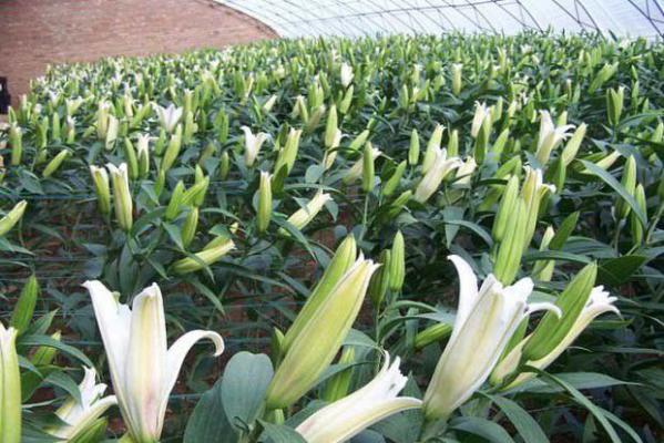 百合对生长环境有哪些要求?