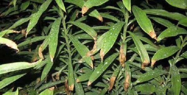 种百合如何防治百合灰霉病?