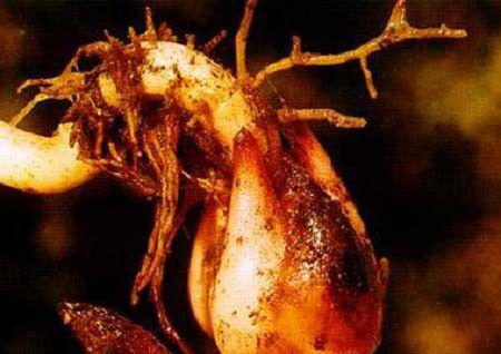 种百合如何防治百合枯萎病?