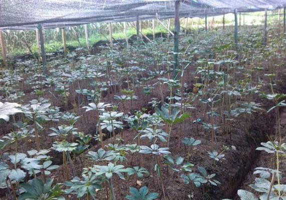 种植重楼什么时候可以采收?