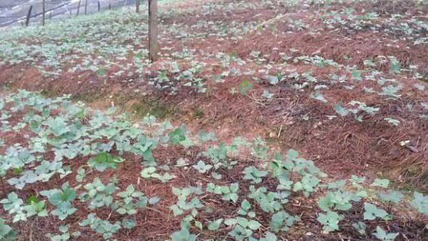 种植重楼如何管理?