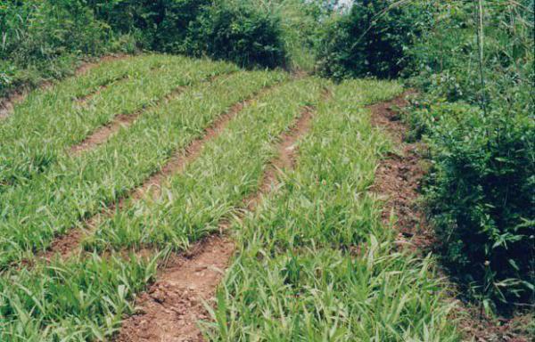 怎么样种植白芨产量高?