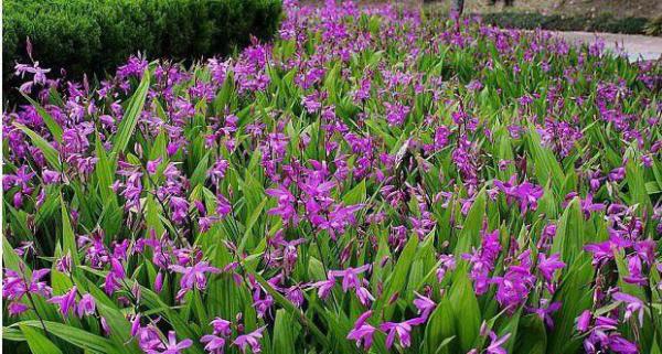 种植白芨一亩需要多少钱?