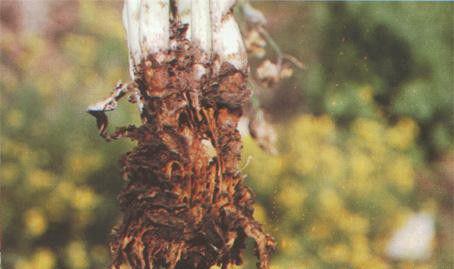 种植苍术如何防治软腐病?