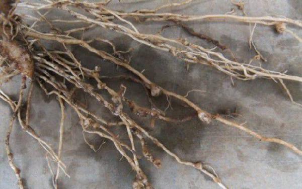 种植苍术如何防治根结线虫？