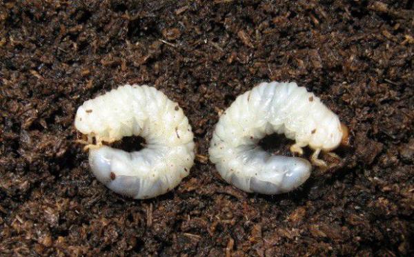 种植苍术如何防治蛴螬？