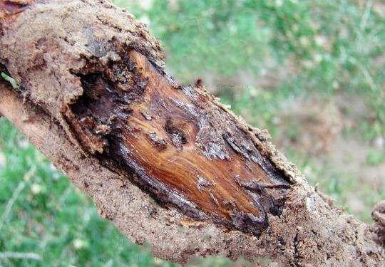 种植五味子如何防治根腐病?