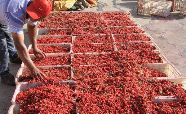 种植五味子如何采收？