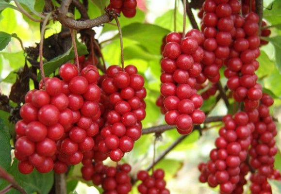 五味子种植多少年结果?