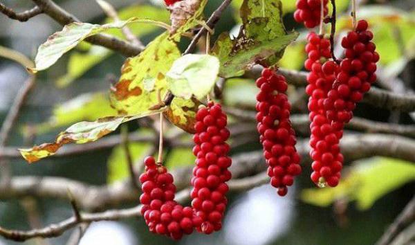 五味子叶片萎蔫由什么引起?