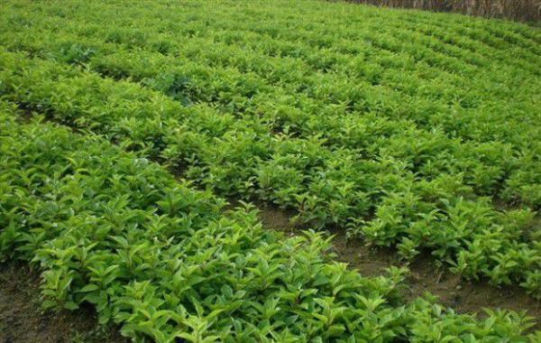 五味子秧苗分为几种？