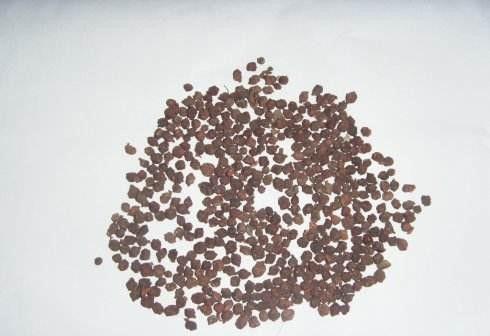 五味子种子如何挑选？