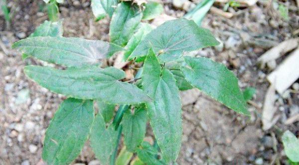 淫羊藿植株生长习性是怎么样？