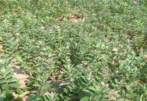 种植蔓荆子如何管理？