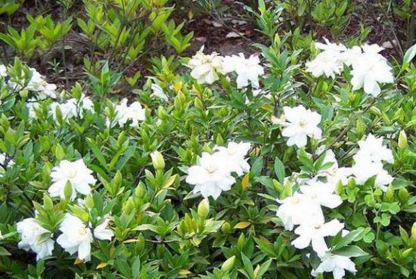 栀子什么时候的花可以采收？