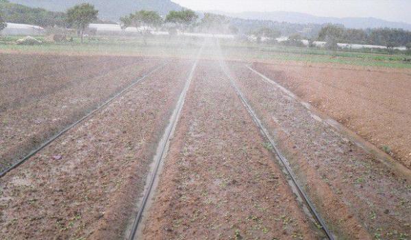 种植药用栀子如何选地整地？