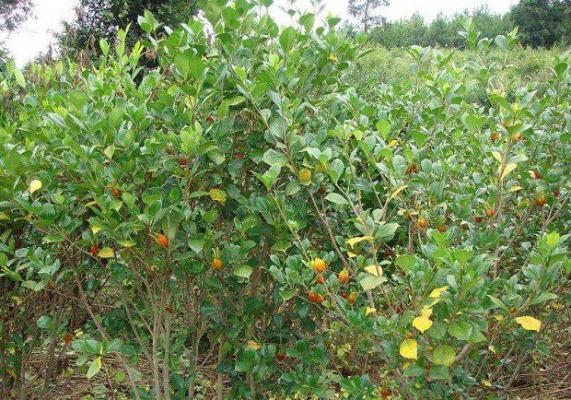 药用栀子生长过程是怎么样?