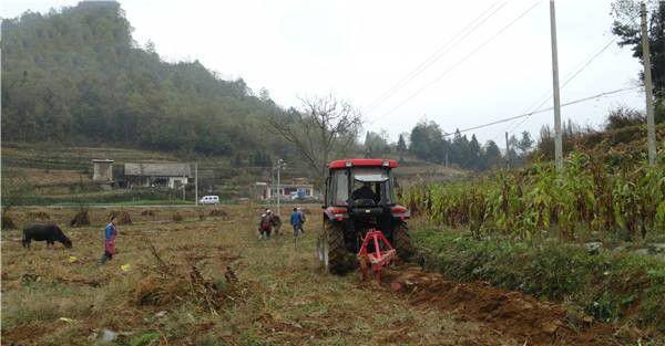 种植云木香如何选地整地？