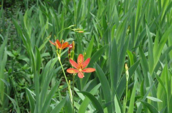 射干生长环境是怎么样？