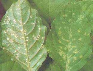 种植牛膝如何防治病虫害?