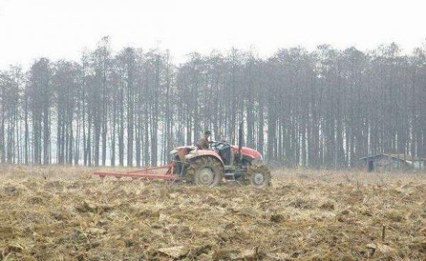 牛膝种植前如何选地整地?