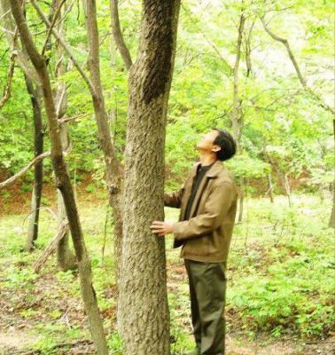 种植黄柏如何采收？