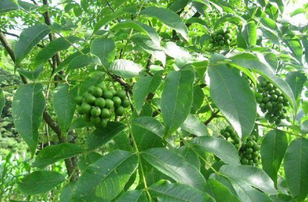 黄柏如何用种子育苗？