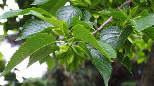 杜仲叶如何采收？