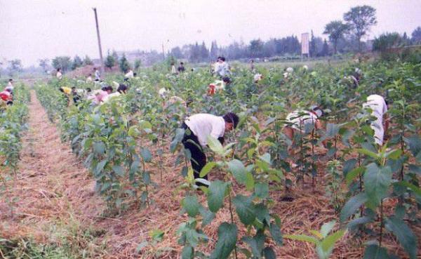 杜仲苗如何移栽定植？