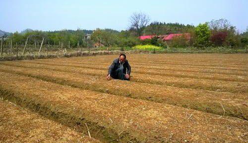 种植杜仲如何选地整地？
