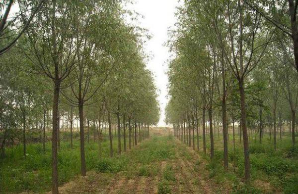 种植杜仲有什么要求