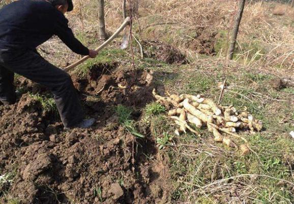 种植瓜萎如何采收天花粉？