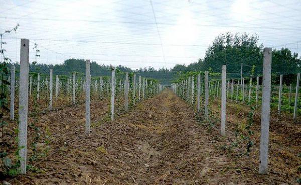 种植瓜萎如何选地?