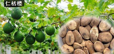 瓜萎主要栽培品种有哪些？