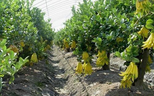 种植佛手如何追肥？