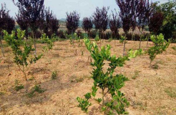 佛手的生长发育习性是怎么样？