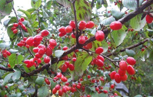 种植山茱萸如何采收？