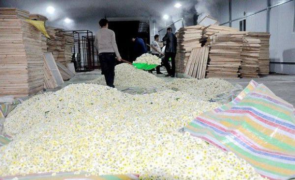 菊花采收后如何加工？