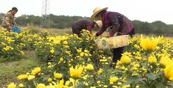 菊花什么时候可以采收？